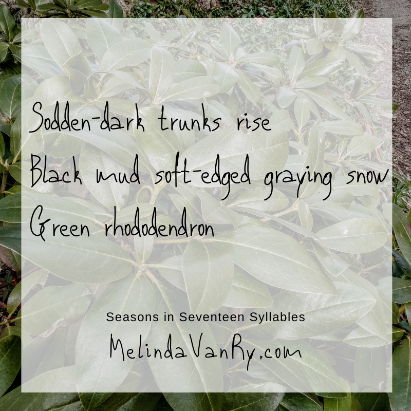 Sodden-dark trunks rise Black mud soft-edged graying snow Green rhododendron 